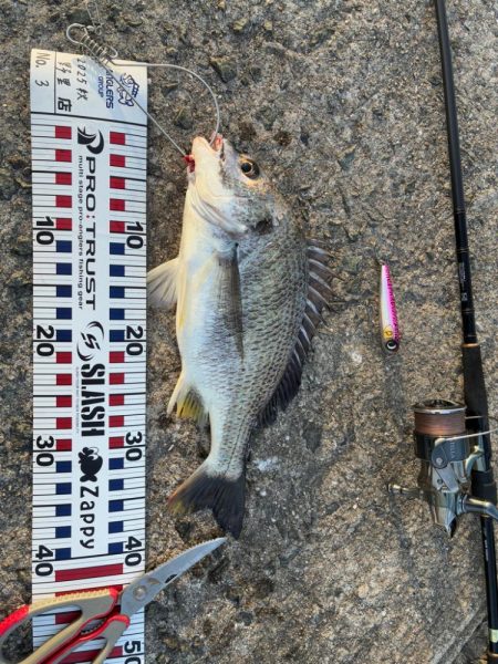 シーバス青物狙ってもチヌ!