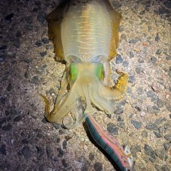 【舞鶴エリア】秋イカ探し