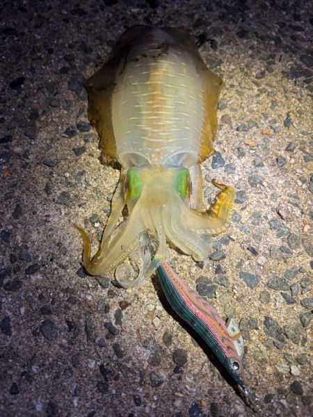 【舞鶴エリア】秋イカ探し