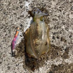 今年も厳しい秋イカのらはじまり