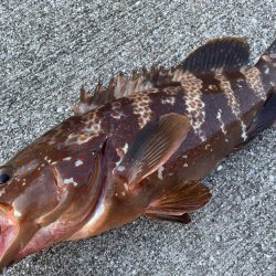 デイアコウがんばる・・・アコウ46cm