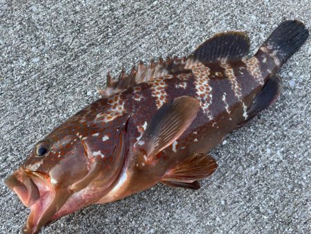 デイアコウがんばる・・・アコウ46cm