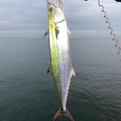 サゴシとアオリイカ