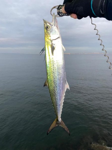 サゴシとアオリイカ