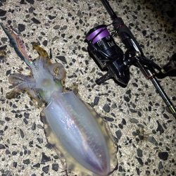 釣り人が多過ぎるエギング