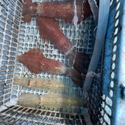 渋くなったマイカ釣り