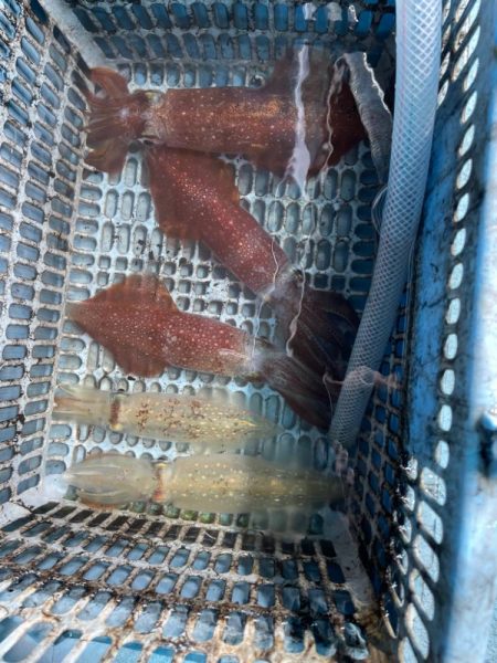 渋くなったマイカ釣り