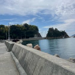 今回は、ミニアオリイカのみ………