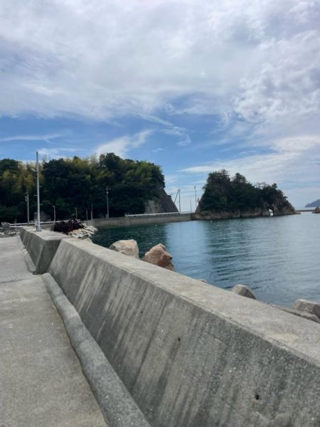 今回は、ミニアオリイカのみ………