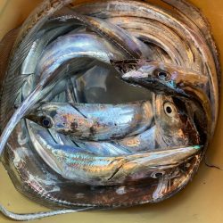 朝マズメの太刀魚調査