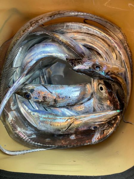 朝マズメの太刀魚調査