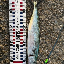 サゴシ釣れてます（確変中）