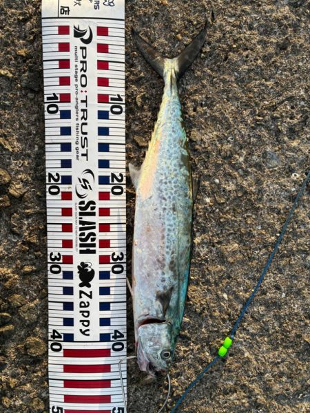 サゴシ釣れてます（確変中）