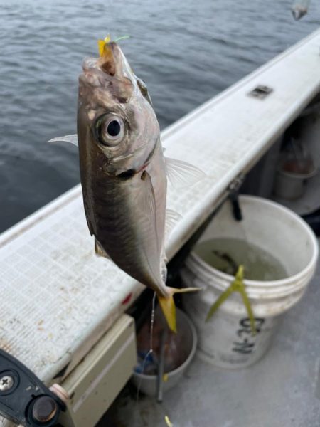 アジサビキいいね！