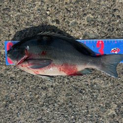 沼津市フカセ釣り