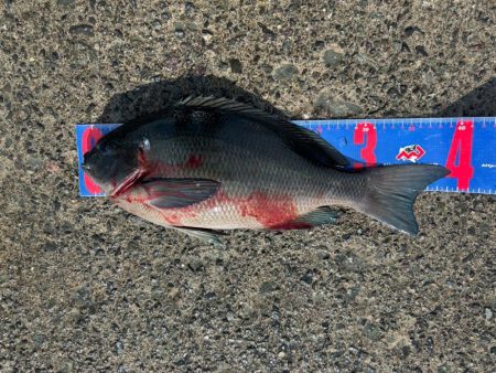 沼津市フカセ釣り