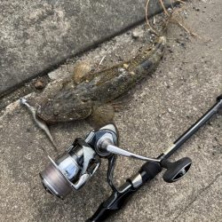 フラットフィッシュ