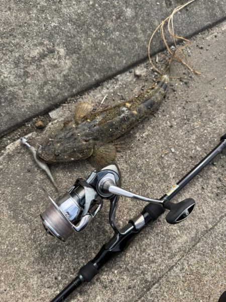 フラットフィッシュ