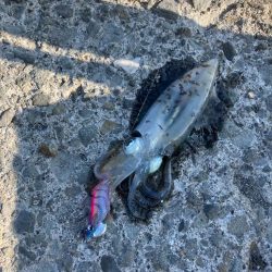 秋イカ　エギング