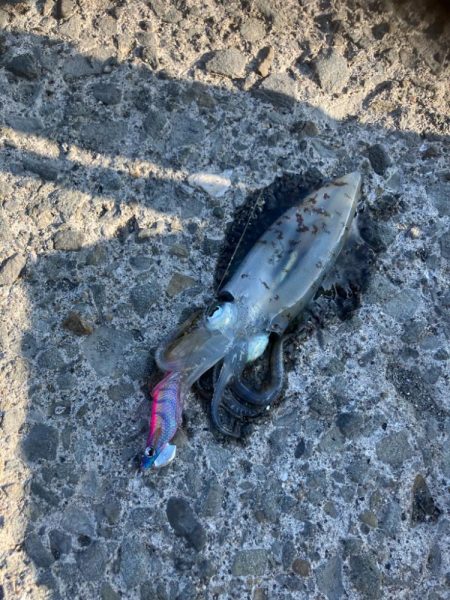 秋イカ　エギング