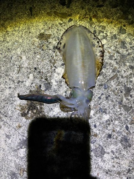 ナイトエギング