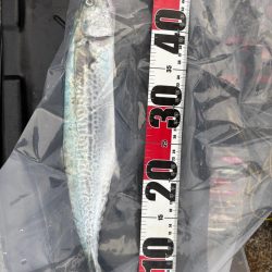 サゴシシーズン