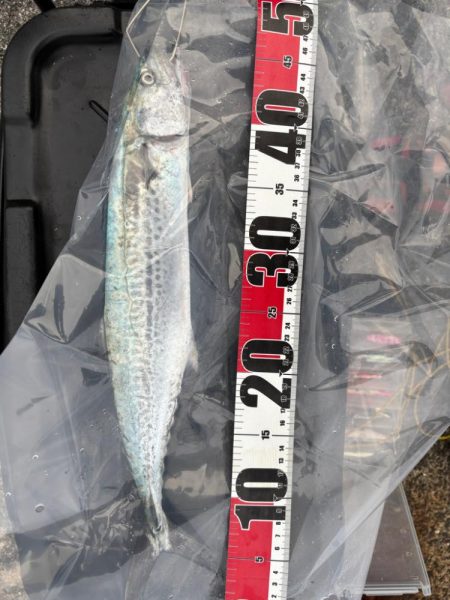 サゴシシーズン