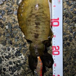 今秋シーズン記録更新