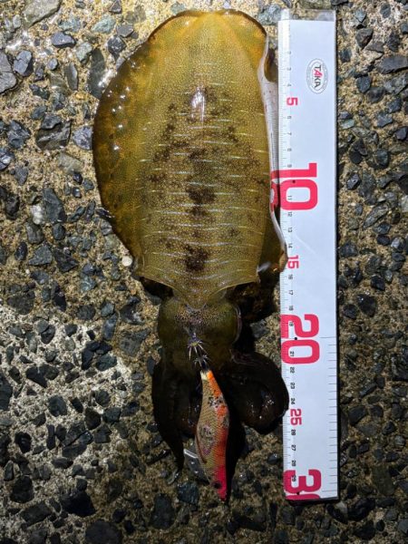 今秋シーズン記録更新