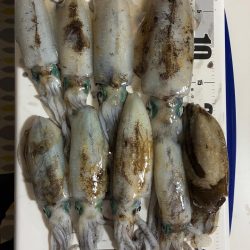 2回目のティップランエギング