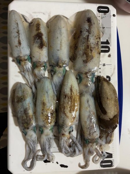 2回目のティップランエギング