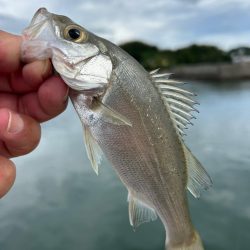 ショアジギング