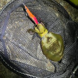 秋🦑連日釣行😊