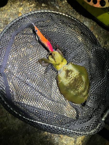 秋🦑連日釣行ὠ…