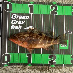 ロックフィッシュ