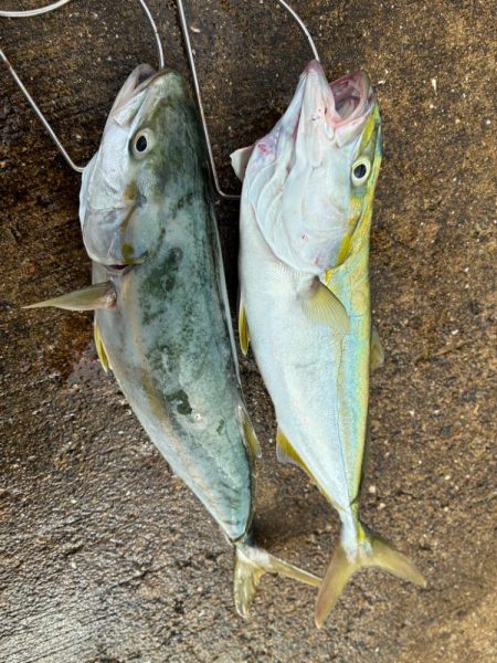 久しぶりの青物