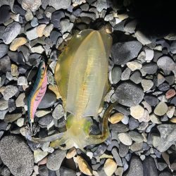 25-26シーズン アオリイカ開幕