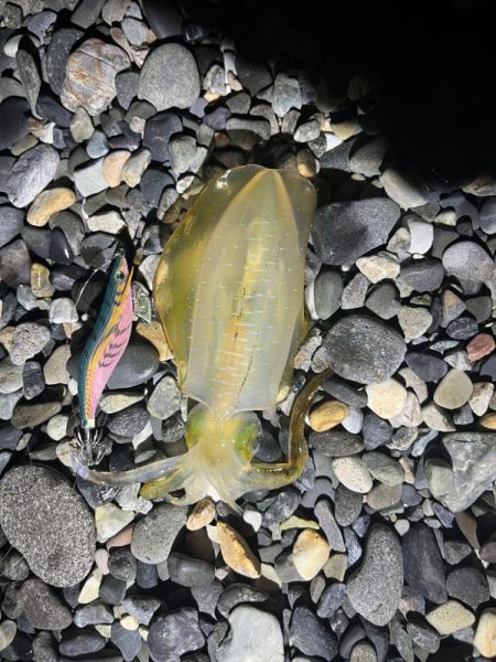 25-26シーズン アオリイカ開幕