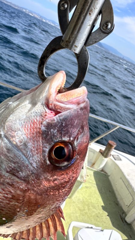 マダイ/ひとつテンヤ