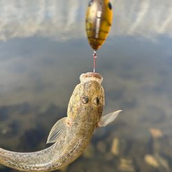 ハゼもそろそろ⁉︎