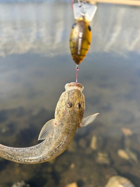 ハゼもそろそろ⁉︎