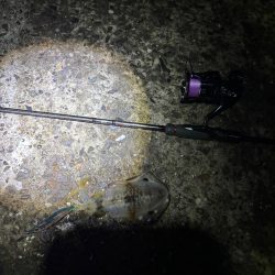 初場所エギング