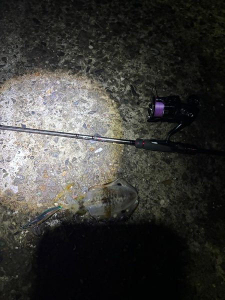 初場所エギング