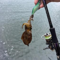 仕事終わりにちょいエギング