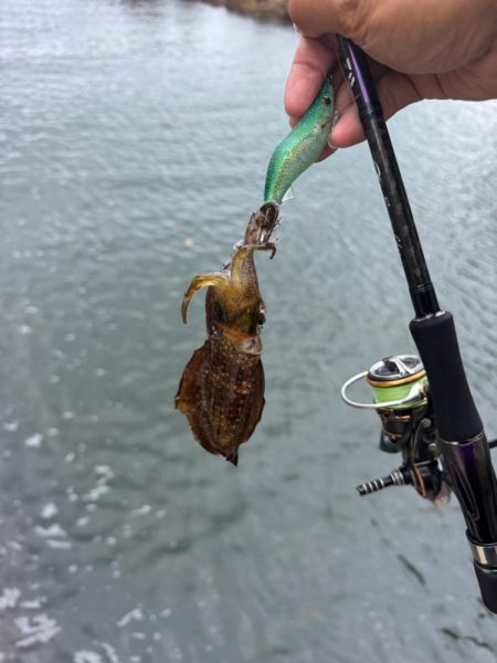 仕事終わりにちょいエギング