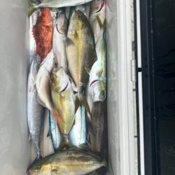 ヨコワ恐怖症😂