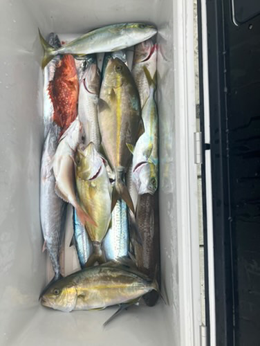 ヨコワ恐怖症😂