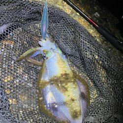 飽きずに秋🦑釣り😊