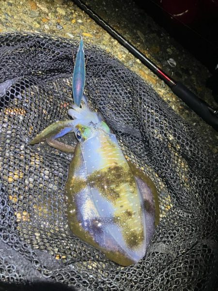 飽きずに秋🦑釣り…