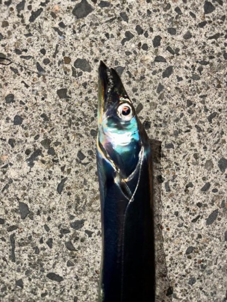 太刀魚　3